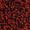  Black Scarlet
